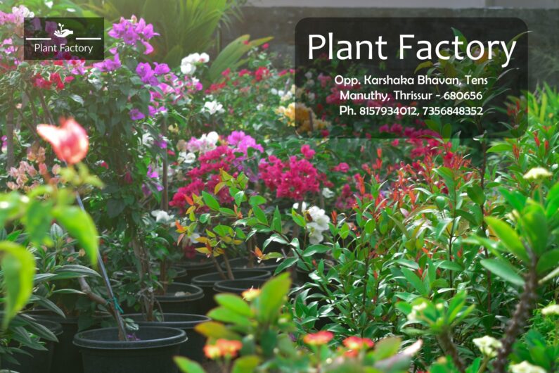 Plant Factory Thrissur