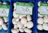 Button Mushrooms