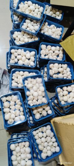 Button Mushrooms