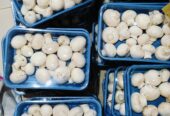 Button Mushrooms