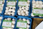 Button Mushrooms