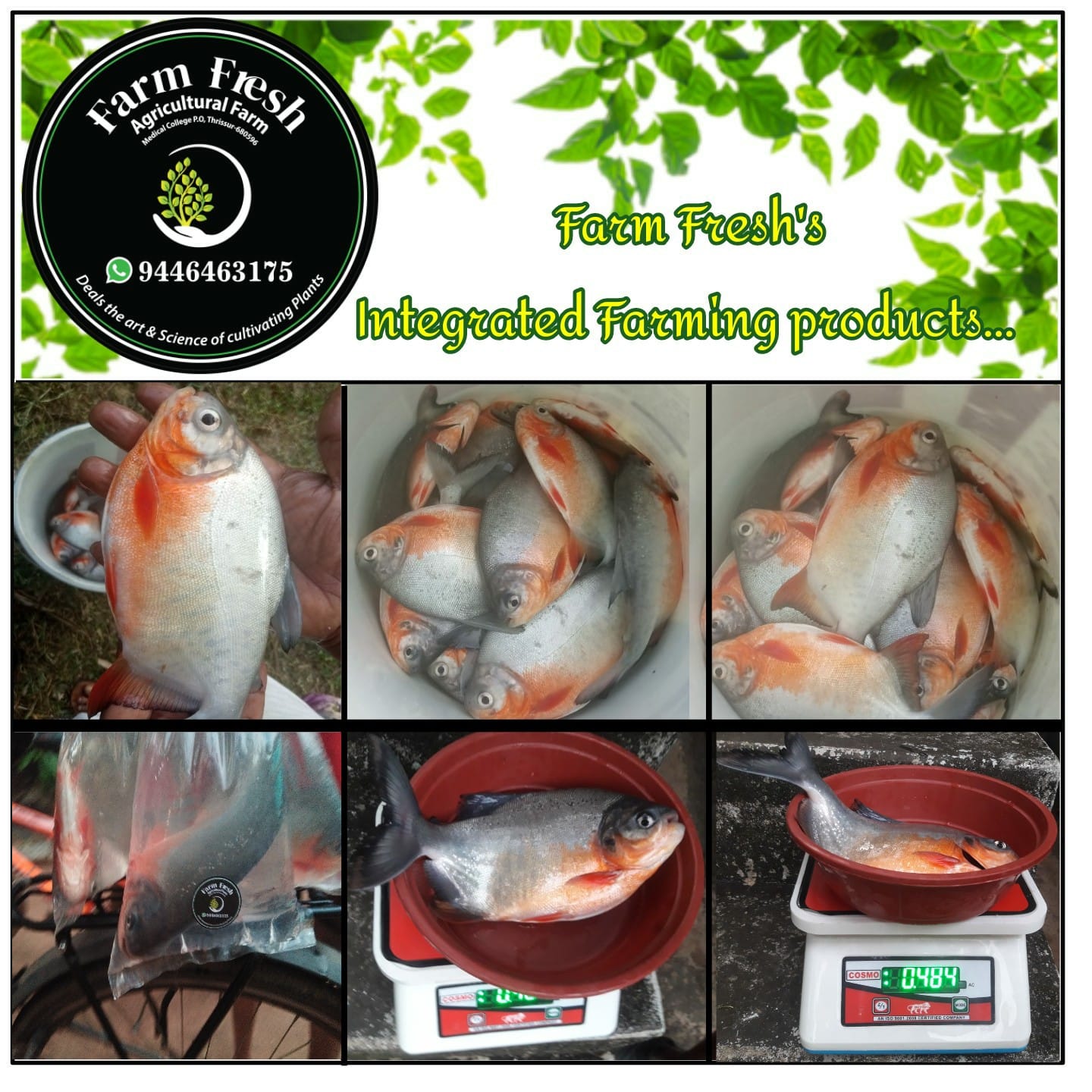Live fish