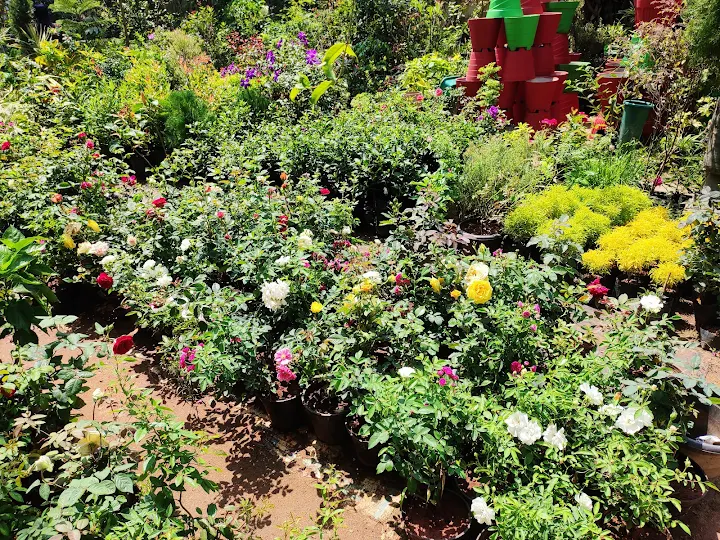 Krishna Nursery Gardens