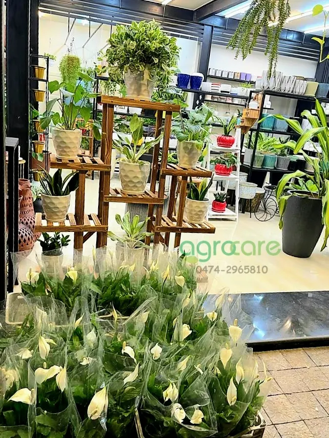 Agro Care Plants & Pots